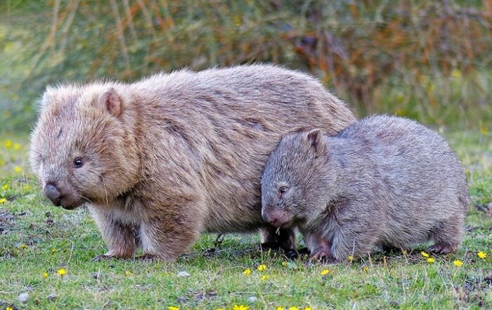 strategic leadership lesson - wombat